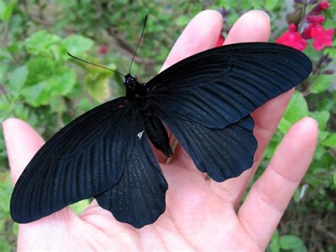 15 Beautiful All-Black Melanistic Animals