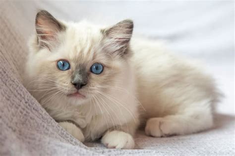 Cutest Cat Breeds In The World