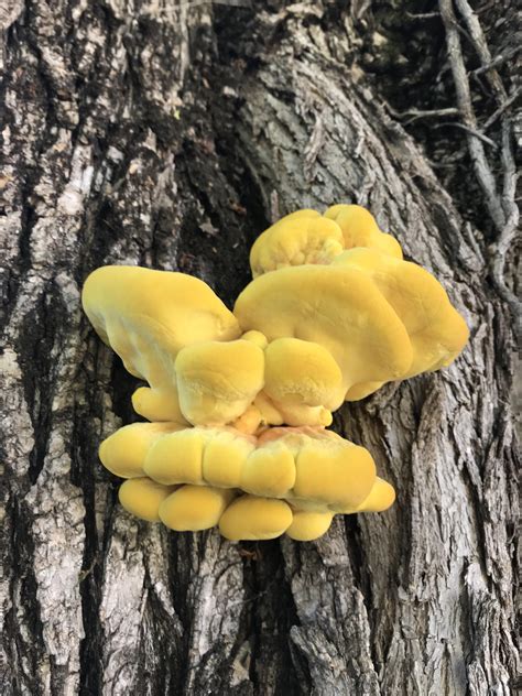 This yellow tree fungus : r/pics