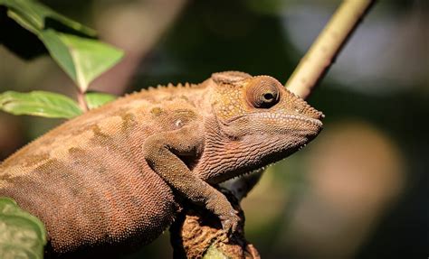 Why Do Chameleons Change Color and How Do They Do It? | Color Meanings