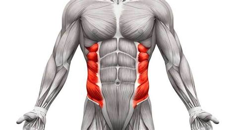 Abdominal Oblique Muscles: Functional Anatomy Guide • Bodybuilding Wizard