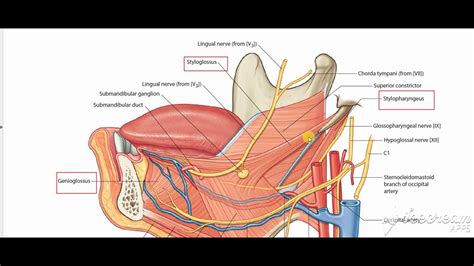 Hyoglossus muscle 4 - YouTube