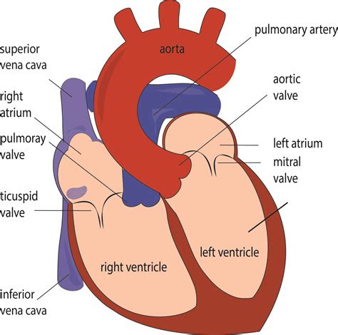 The Heart: The Remarkable Organ that Powers Life's Rhythm - TielAI