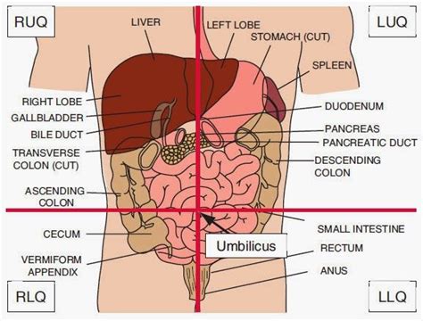 The four quadrants of the abdomen