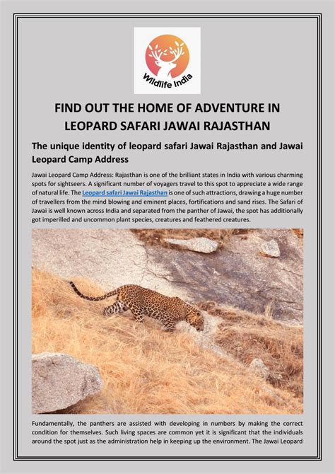 Leopard Safari Jawai Rajasthan by wildlifein - Issuu