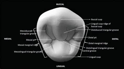 Mesial Cusp | www.picswe.net