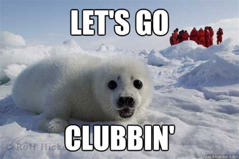 Clubbing Seal memes | quickmeme