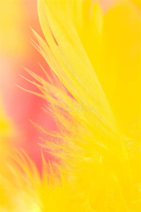 Phoenix feather stock photo. Image of macro, bird, desire - 2331170