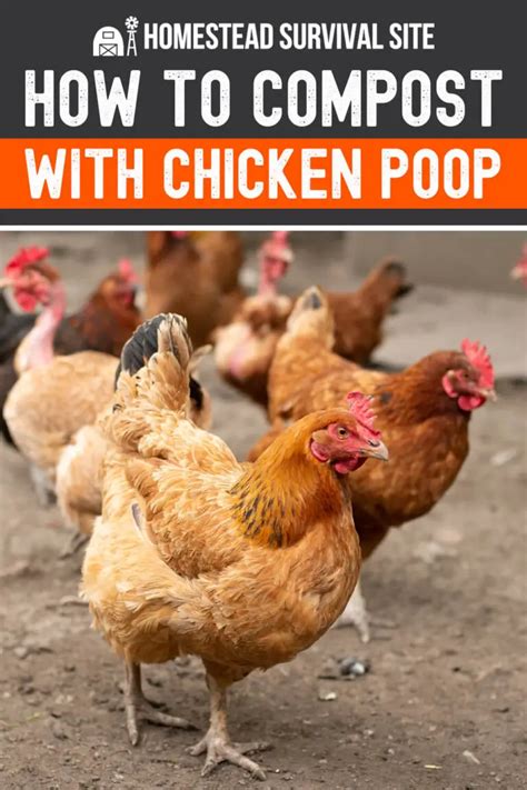 How to Compost With Chicken Poop