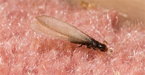 3 Important Facts To Know About Flying Termites