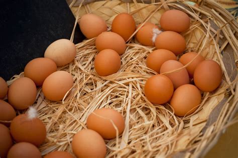 FREE RANGE CHICKEN EGGS – Mt Torrey Farms