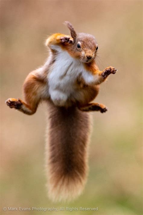 RSPB on Twitter | Squirrel pictures, Funny animal pictures, Squirrel