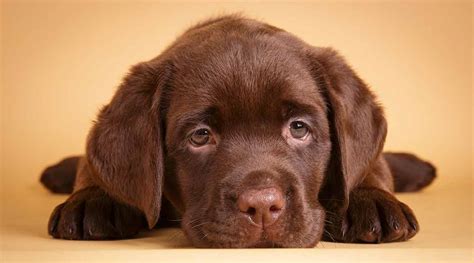 Cute Chocolate Brown Labrador Retriever Puppies - l2sanpiero