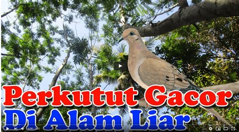 Suara Perkutut Gacor Banget Di Pohon » Simple Tips | Tutorial | Video ...