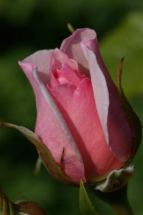 Rosebud | Beautiful rose flowers, Rose buds, Beautiful roses