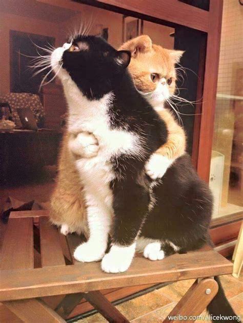 cats hugging Blank Template - Imgflip