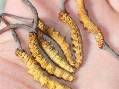 Caterpillar Fungus: The Himalayan Remedy