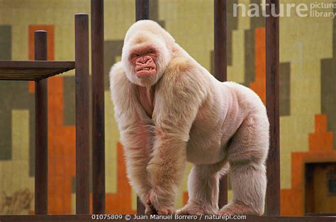 Stock photo of Albino Gorilla - Copito de Nieve (Snowflake) in ...