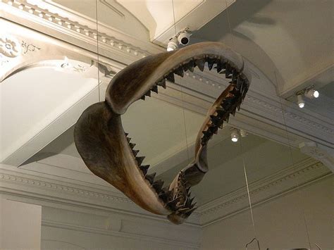 Megalodon Jaws | Megalodon jaw, Megalodon, Natural history