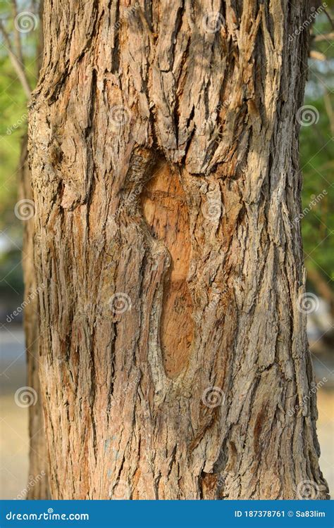 Ghaf Desert Tree Trunk, Muscat, Oman Stock Image - Image of tree, flora ...