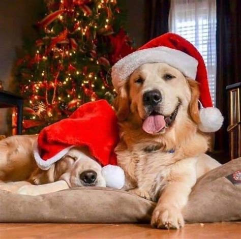 Dog Christmas Pictures, Christmas Puppy, Christmas Animals, Christmas ...