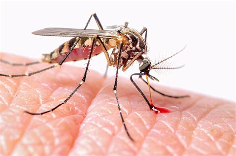 Premium Photo | Mosquito sucking blood on human skin for malaria ...