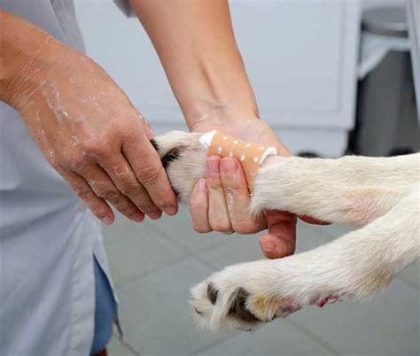 Dog Dew Claw Removal Cost Guide | ZooAwesome