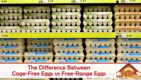 Cage-Free vs Free-Range Eggs: Differences and Which is Better - The ...