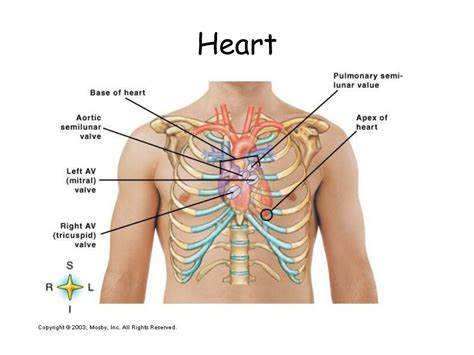 PPT - Anatomy of the Cardiovascular System PowerPoint Presentation ...