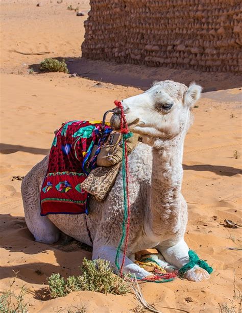 Camel Sahara Desert - Free photo on Pixabay - Pixabay