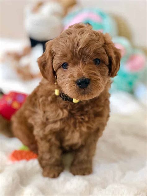 Teacup Goldendoodle Puppies Costco - Puppy And Pets