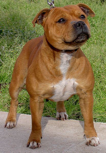 55+ Mastiff Staffordshire Bull Terrier Mix - l2sanpiero