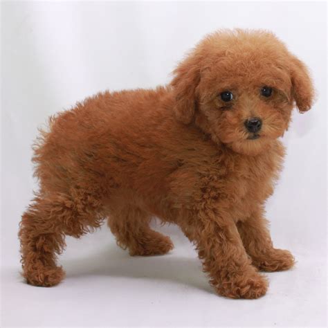 Red Poodles & Red Poodle Puppies at Scarlet's Fancy Poodles