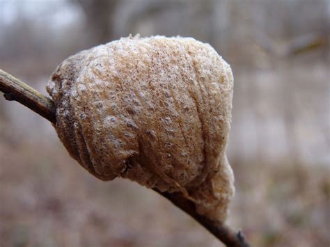 Praying Mantis Egg Case