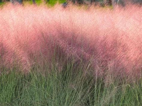 Pink Muhly Grass: the Prettiest Native Grass! - Native Backyards