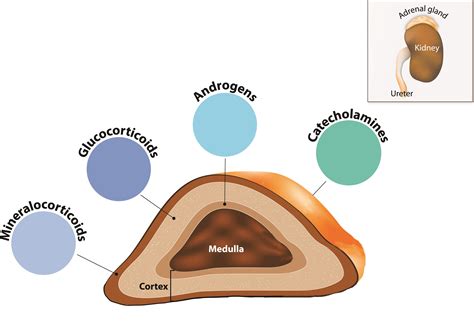 Adrenal Gland - Hormones Australia