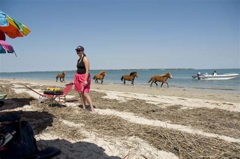 Wild Horses At Shackleford Banks