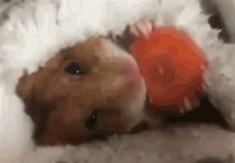 Hamster Eat GIF - Hamster Eat Eating - Discover & Share GIFs