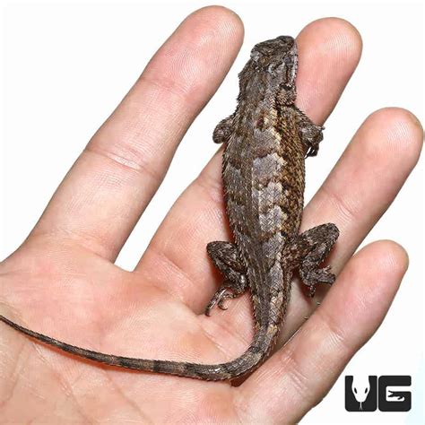 Western Fence Lizards For Sale - Underground Reptiles