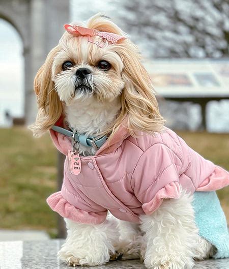 Shih Tzu Puppy Clothes | Designer Dog Outfit | Fitwarm