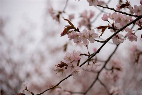 2,500+ Hokkaido Cherry Blossom Stock Photos, Pictures & Royalty-Free ...