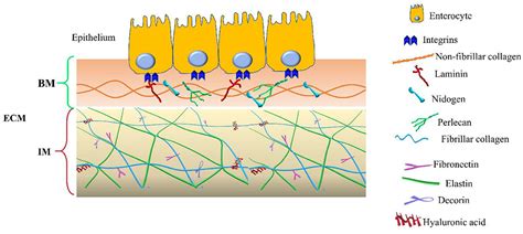 Frontiers | The Charming World of the Extracellular Matrix: A Dynamic ...