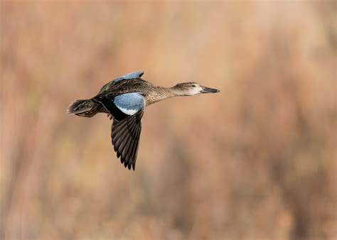 Blue-winged Teal — Sacramento Audubon Society