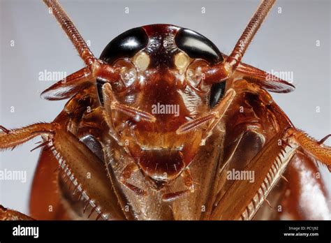 ECU Cockroach Face Detail American Cockroach - Periplaneta americana ...