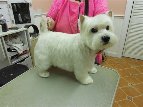 this is a westie that we groomed .by the posh poodle spa. | Westie dogs ...