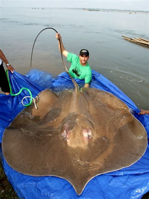 Giant Stingray Attack