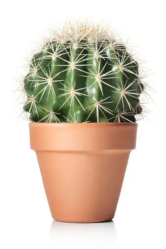 Cactus In A Pot Pictures | Download Free Images on Unsplash