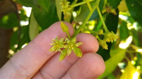 How avocado trees flower - Greg Alder's Yard Posts: Southern California ...