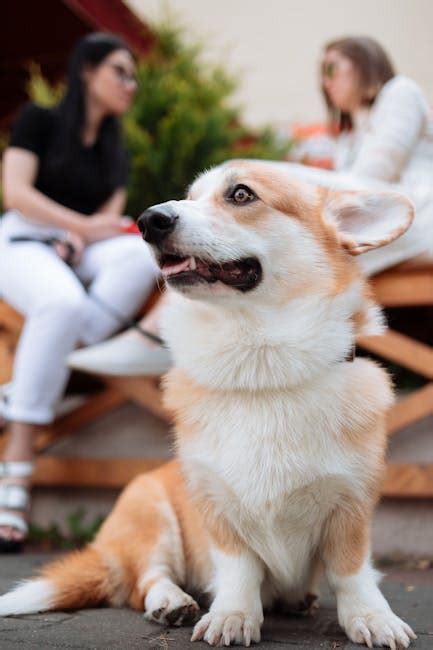 Brown and White Corgi Mix · Free Stock Photo