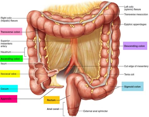 Rectum Anatomy and Rectum Function. Differentiate Anus vs Rectum